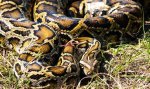 Understanding the 198 Lb Burmese Python: Facts, Care, and Conservation
